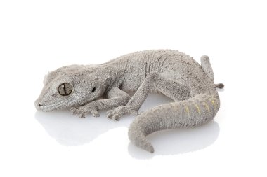 Batı dikenli kuyruklu gecko
