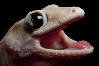 Leucistic tokay gecko