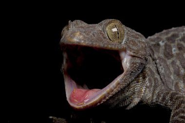 Melanistic tokay gecko
