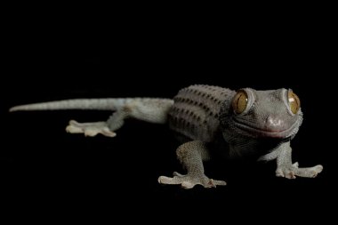 Zümrüt tokay gecko
