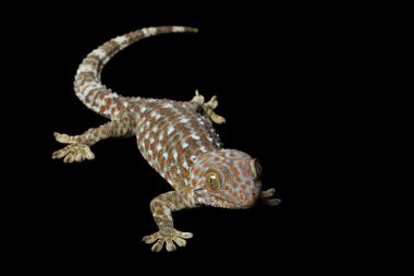Tokay Gecko