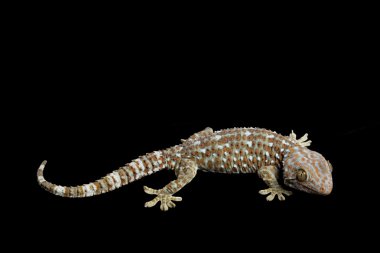 Tokay Gecko