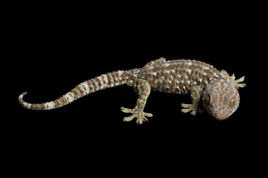 Tokay Gecko
