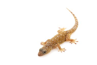 kumtaşı gecko