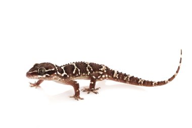 büyük termit tepenin gecko