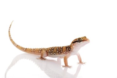 daha az termit tepenin gecko