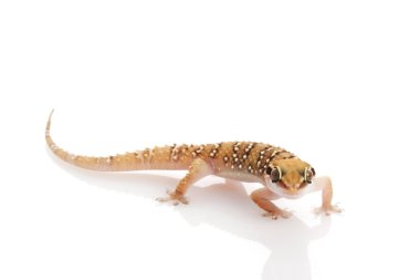 daha az termit tepenin gecko