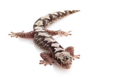 sağlam kadife gecko