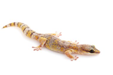 Mermer kadife gecko