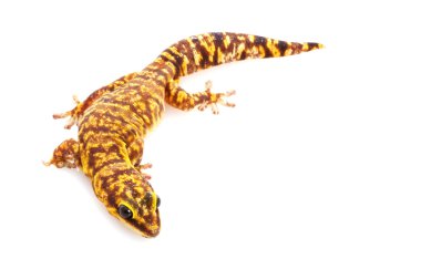 Mermer kadife gecko