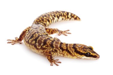 Mermer kadife gecko