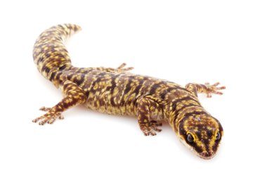 Mermer kadife gecko