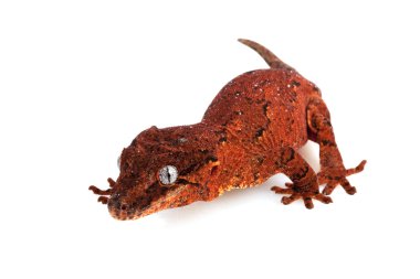 Çirkin yaratık Gecko