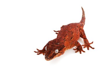 Çirkin yaratık Gecko