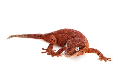 Çirkin yaratık Gecko
