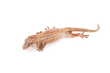 Çirkin yaratık Gecko