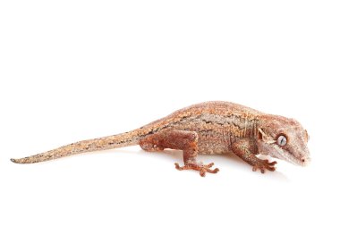 Çirkin yaratık Gecko