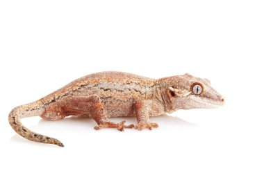 Çirkin yaratık Gecko