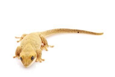 ince uçlu kavrayıcı gecko