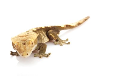 Tepeli gecko