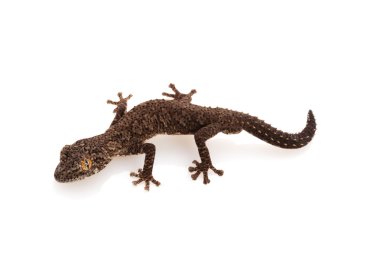 Doğu yumuşak spined gecko