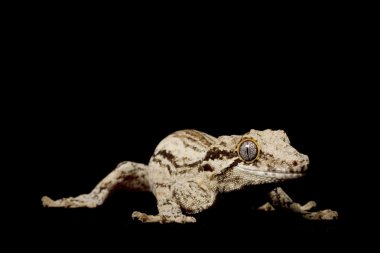 Çirkin yaratık Gecko