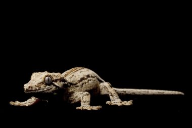 Çirkin yaratık Gecko