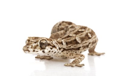 Viper Gecko