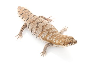 Pigme dikenli kuyruklu skink