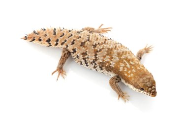 Pigme dikenli kuyruklu skink