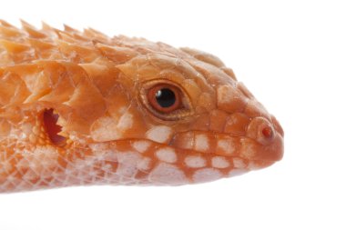 Pigme dikenli kuyruklu skink