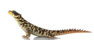 Dev girdled kertenkele