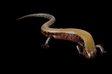Yangın skink