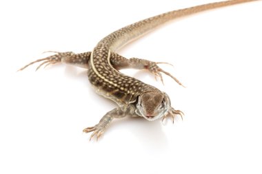 Kelebek agama kertenkele