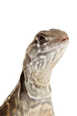 Kelebek agama kertenkele