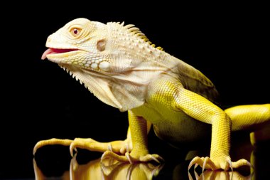 Albino yeşil iguana
