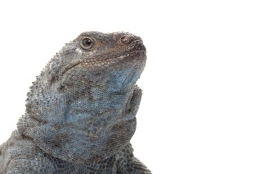 melek adası chuckwalla