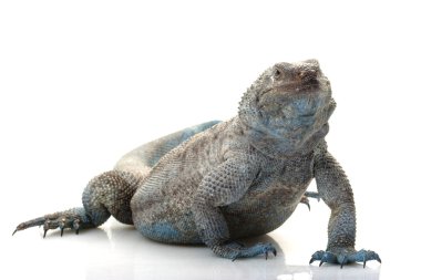 melek adası chuckwalla