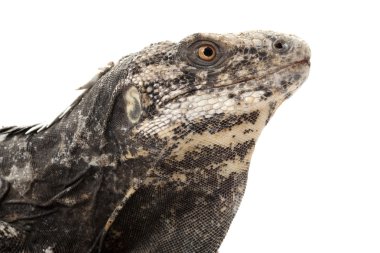 Rio nin Vadisi iguana