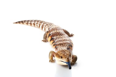 Doğu skink mavi dilli