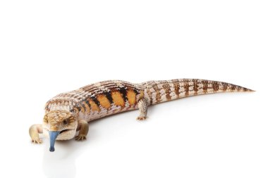 Eastern Blue-tongued Skink clipart