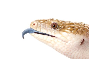 Doğu skink mavi dilli