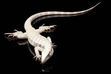 Albino Arjantinli siyah-beyaz tegu