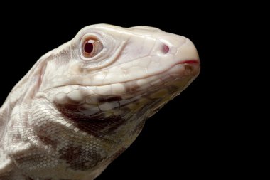 Albino Arjantinli siyah-beyaz tegu