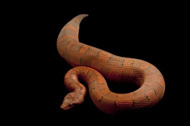 Viper boa
