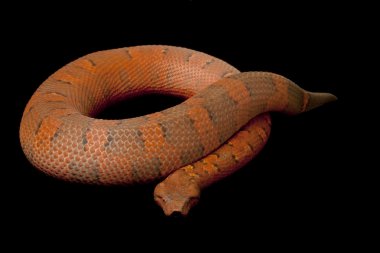 Viper boa