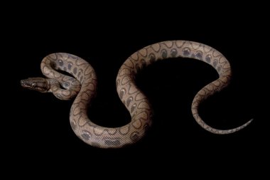 anerythristic Brezilyalı rainbow boa