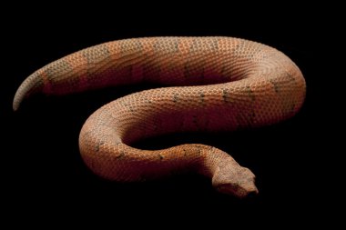 Viper boa