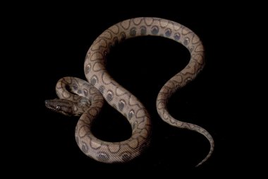 anerythristic Brezilyalı rainbow boa