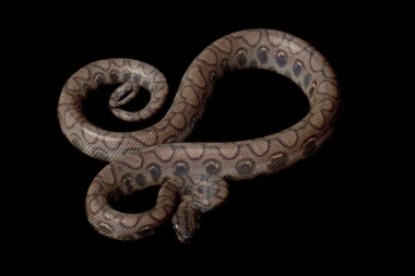anerythristic Brezilyalı rainbow boa